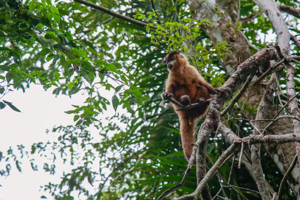 Fauna