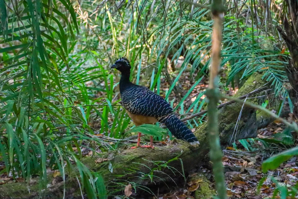 Fauna